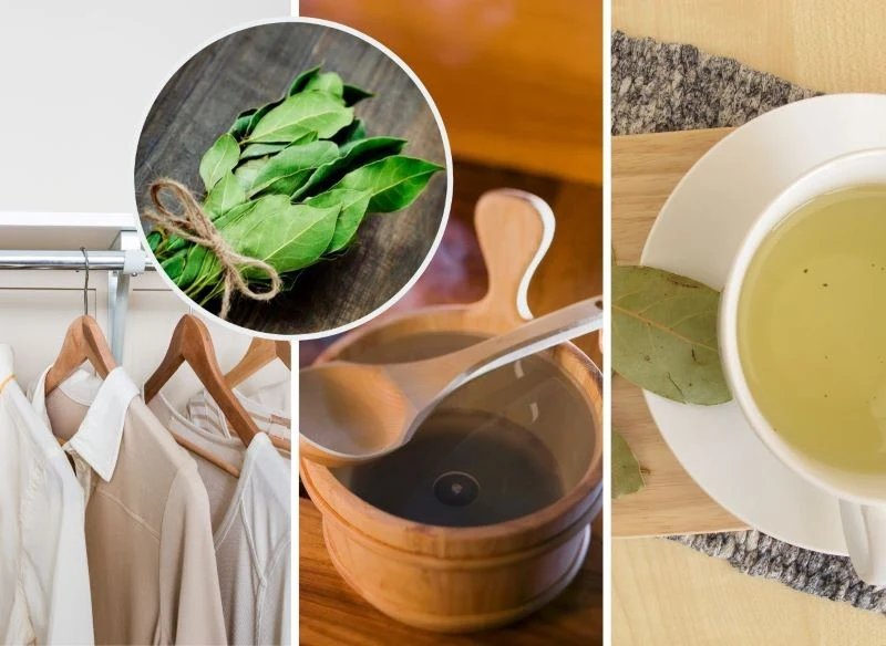 Liście laurowe warto trzymać w szafie, a napar z nich można wykorzystać od aromaterapii, pić lub użyć do