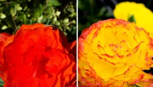 Jaskry azjatyckie mają przepiękne kwiaty, złożone z dziesiątek barwnych płatków.