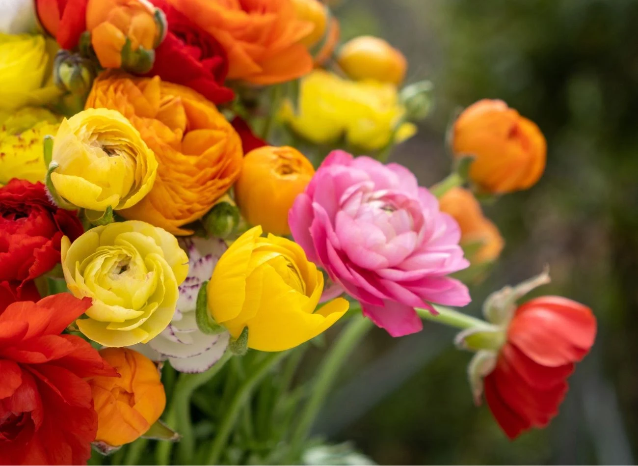 Jaskry azjatyckie wyjątkowo prezentują się w bukietach, jako kwiaty cięte