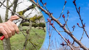 Przycinanie gałęzi czereśni to zabieg, który poprawia kondycje drzewka.