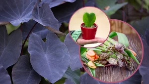 Nietypowe rośliny na Walentynki to wybór dla odważnych? Nie, to piękna i ciekawa alternatywa dla symbolicznej róży, jeśli chcesz kogoś zaskoczyć.