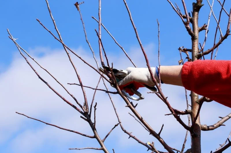 Cięcie czereśni jest niezwykle ważne dla ochrony drzewka przed chorobami i zwiększenia plonów