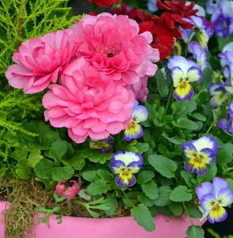 Jaksry pięknie wyglądają w towarzystwie bratków