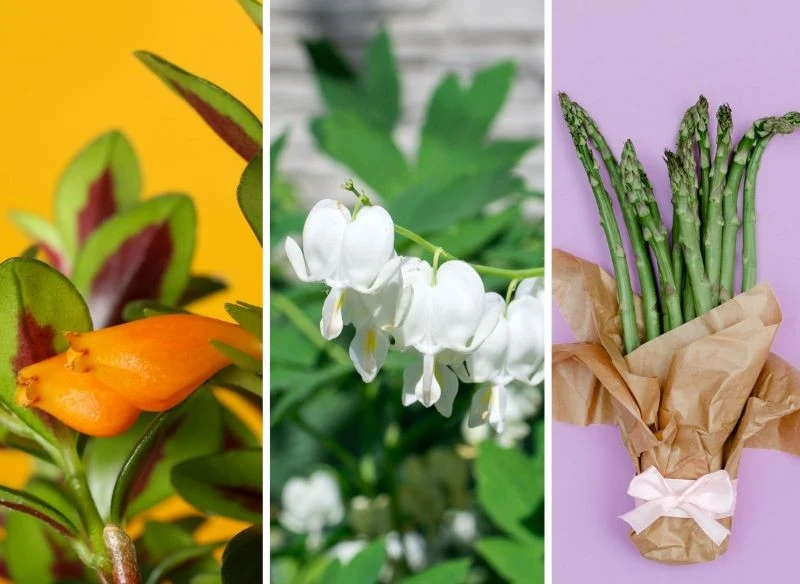 Ciekawa roślina doniczkowa lub bukiet ze