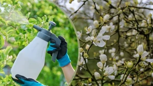 Wiosenne opryski drzew owocowych. Które drzewa pryskać i jaką metodą?