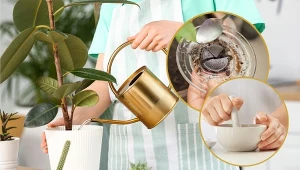 Niektóre domowe odżywki do roślin mogą mieć negatywny wpływ na zdrowie i kondycję naszych okazów.