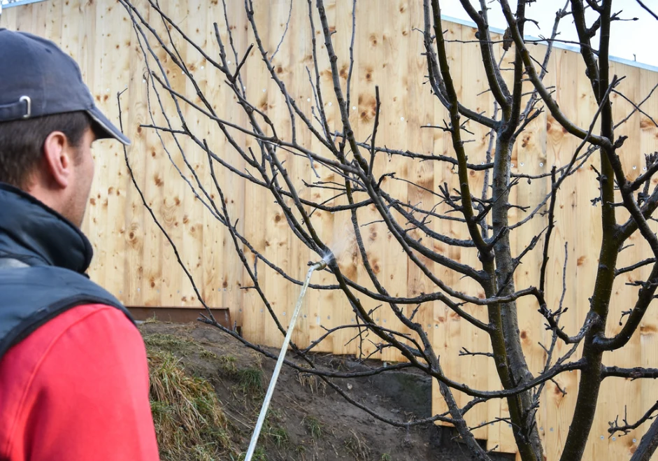 Do oprysków przeciw szkodnikom wykorzystuje się chemiczne preparaty olejowe lub naturalne środki