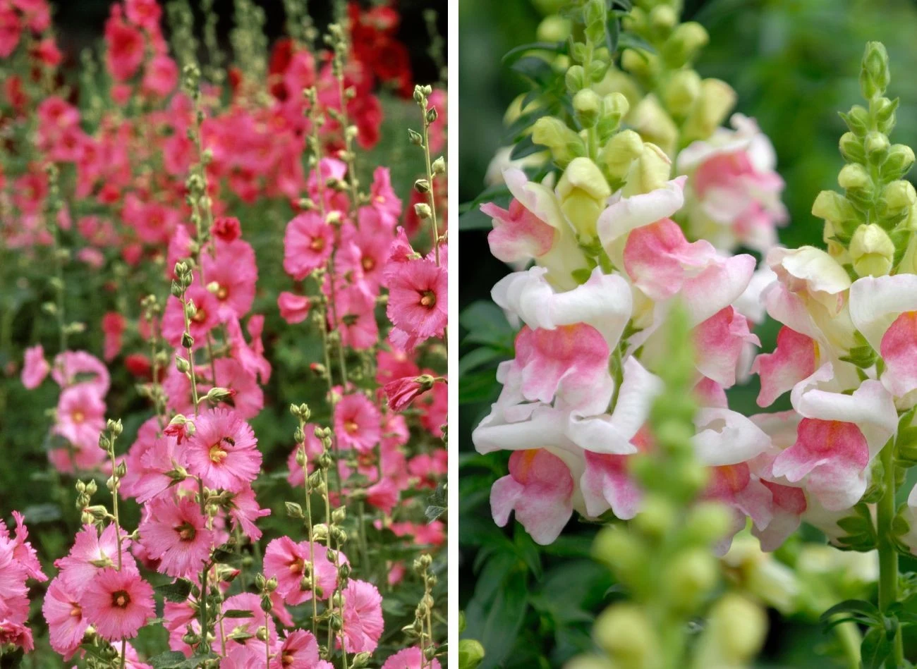 W marcu wysiej malwę i lwią paszczę, kwiaty, które były w ogrodzie każdej babci