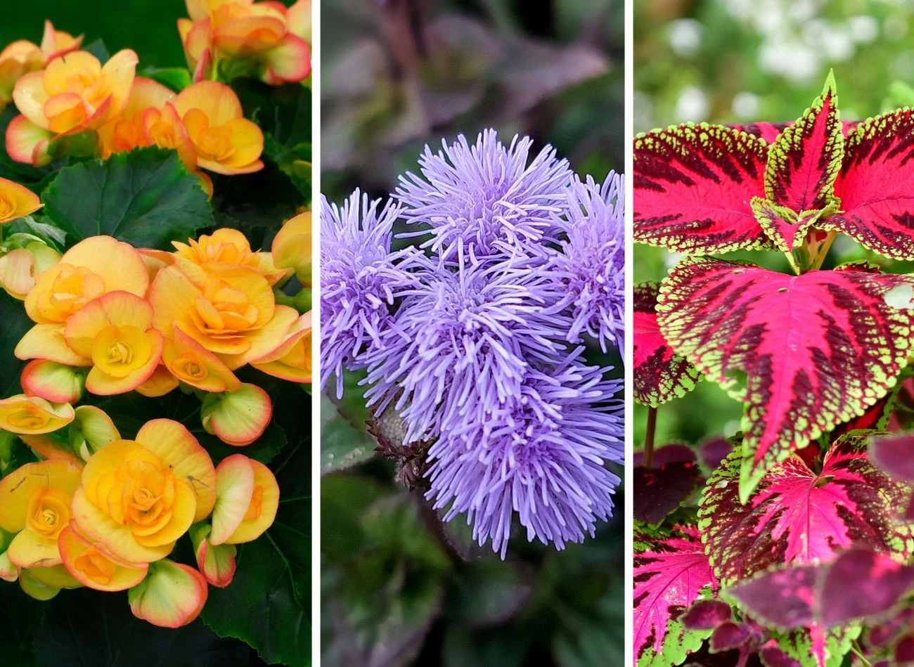 Na siew begonii, żeniszka meksykańskiego i koleusów do pojemników czy inspektów najlepszy czas to luty