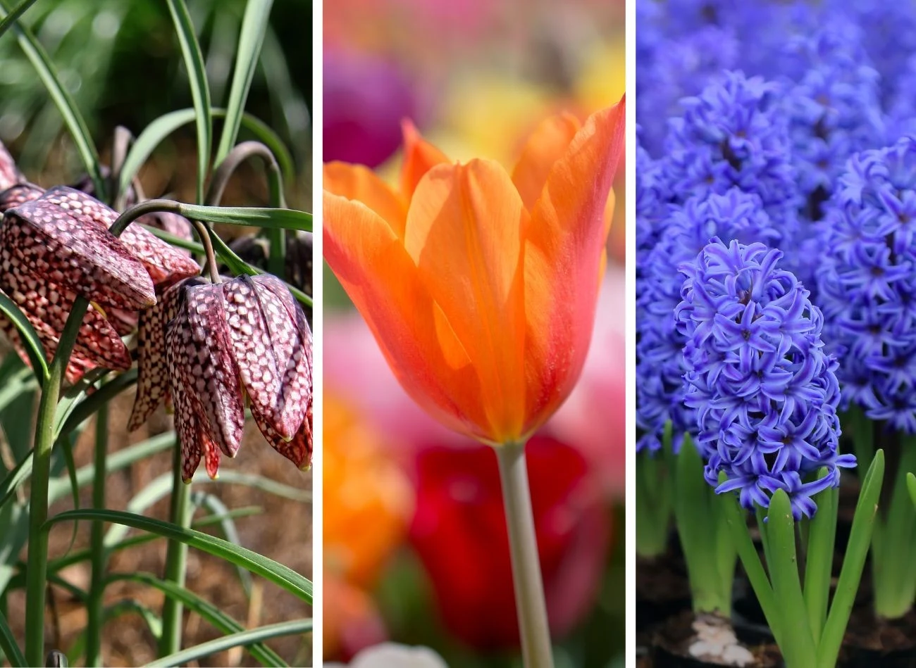 W kwietniu zaczynają kwitnąć szachownice, tulipany i hiacynty