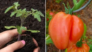 Niektóre pomidory zawsze się udają, dlatego są idealne dla początkujących.