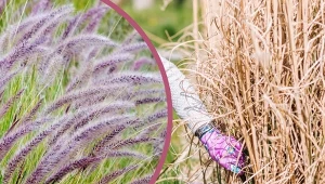 Rozplenica japońska, pierzasta trawa w ogrodzie, wymaga regularnego przycinania, aby zdrowo i gęsto rosła. Fot. CanvaPro