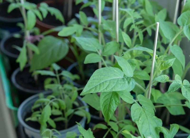 Przygotowanie własnej rozsady pomidorów nie jest trudne