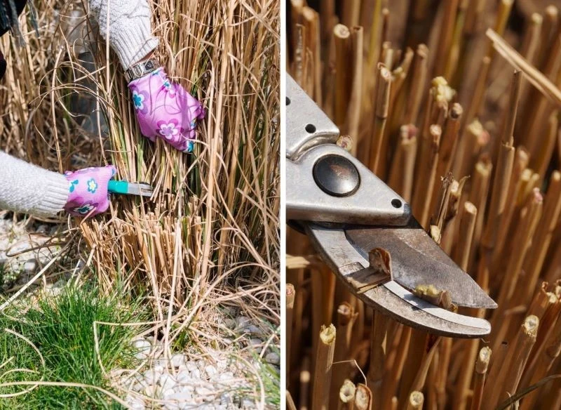 Cięcie wiosną niesie ryzyko uszkodzenia nowych pędów