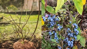 Sukcesem w uprawie borówki amerykańskiej jest m.in. sadzenie. Jak zrobić to na wiosnę?