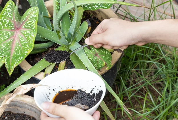Nawóz z kawy odżywia rośliny