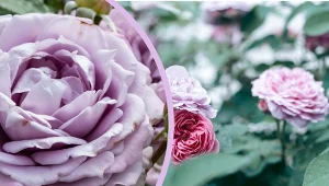 Róża 'Pacific Blue' – pachnąca i wytrzymała odmiana spotykana jest w kilku odcieniach. Liliowy fiolet to wybór elegancki i subtelny. Fot. 123rf.com/CanvaPro