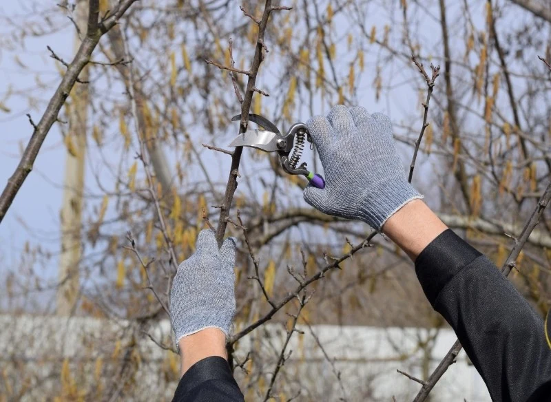 Najlepszym terminem na przycinanie drzew jest luty i marzec