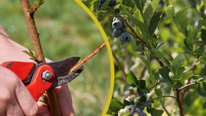 Dlaczego trzeba przycinać borówkę amerykańską? Dzięki temu będzie zdrowo rosła i obficie owocowała co sezon. Fot. CanvaPro