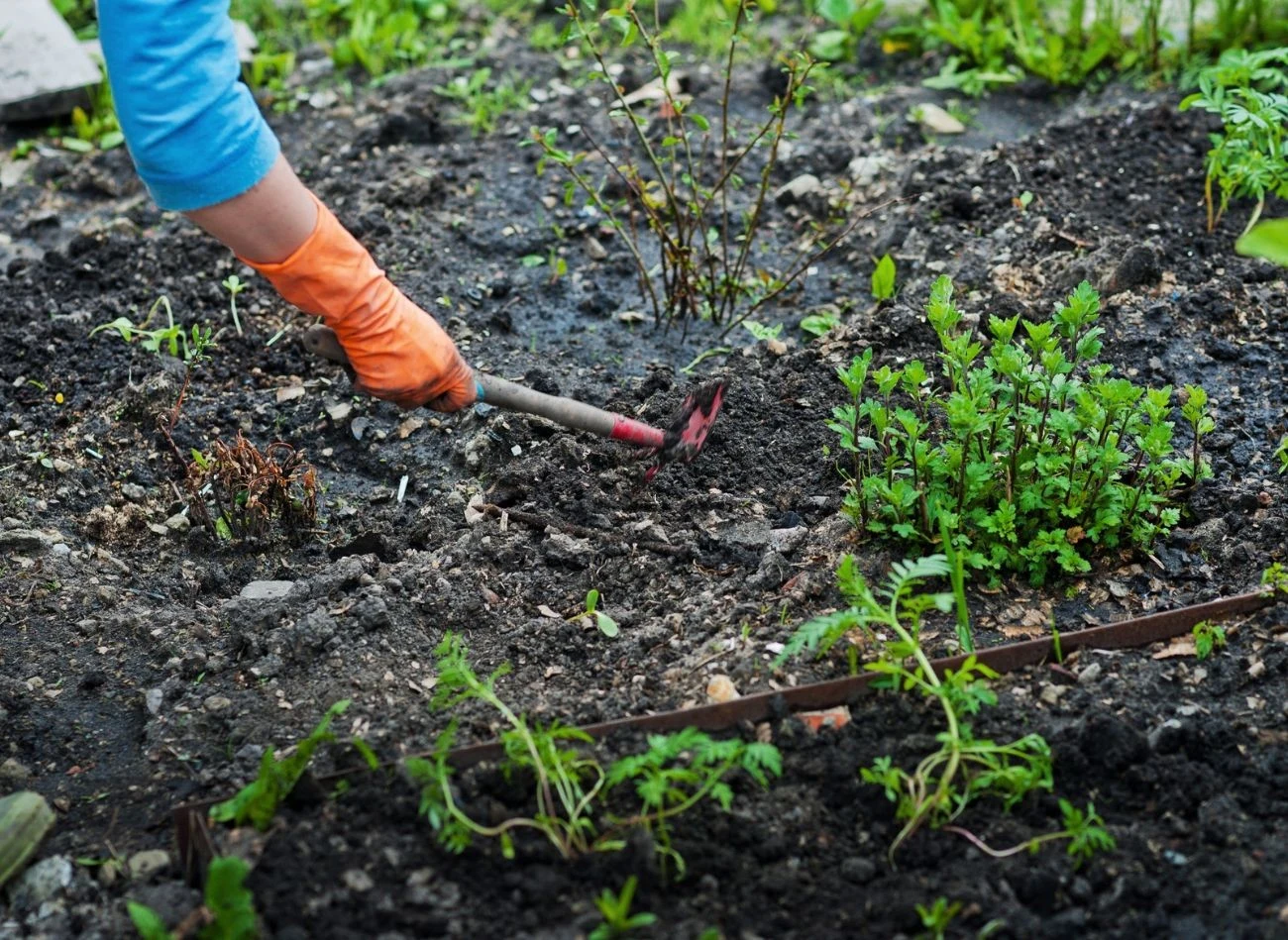 Wapnowanie gleby to prosty zabieg, który powinien zostać wykonany przynajmniej raz na dwa lata