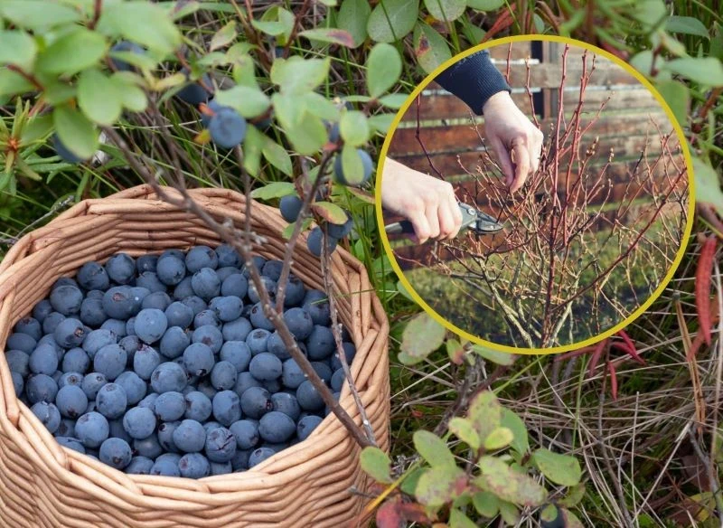 Regularnie przycinane pędy borówki zapewniają rotację, dzięki której co sezon krzew będą obsypywać dorodne owoce