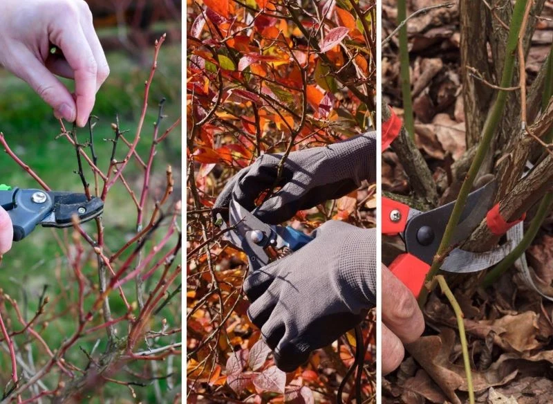 W zależności od odmiany i potrzeb rośliny może ona potrzebować cięcia jesiennego, zimowego lub odmładzającego
