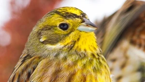 Trznadle nazywane są zwiastunami wiosny, ich śpiew można usłyszeć już w lutym.