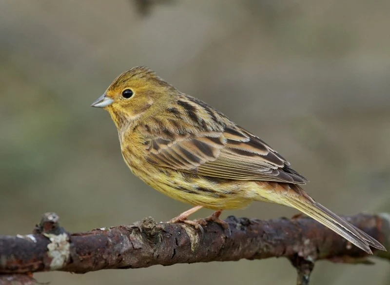Trznadle preferują obszary otwarte z mozaiką zadrzewień i krzewów