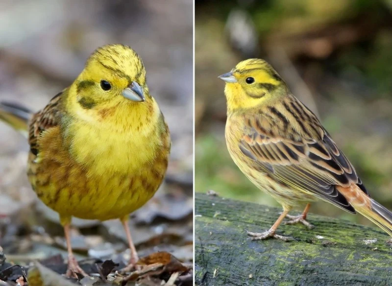 Trznadle wyróżniają się charakterystycznym śpiewem