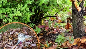 Stare i mokre liście mogą posłużyć jako ściółka.