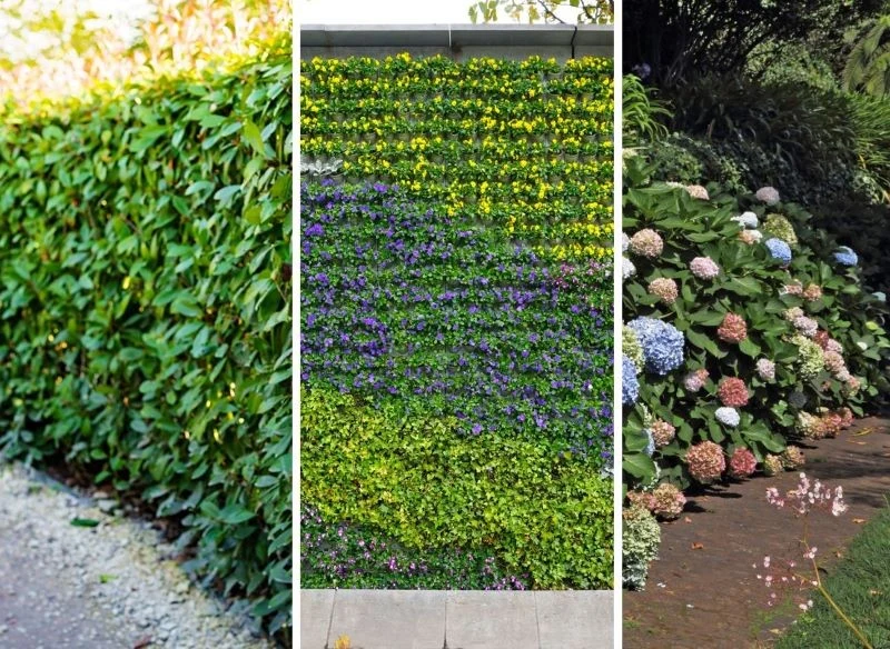 Niektóre rośliny pozwalają na stworzenie nietypowego żywopłotu, który skutecznie chroni przed wiatrem, a do tego niesamowicie wygląda