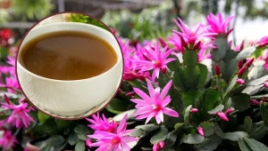 Woda po gotowaniu grzybów zawiera mnóstwo cennych składników, które pobudzą rośliny zarówno do wzrostu, jak i kwitnienia.