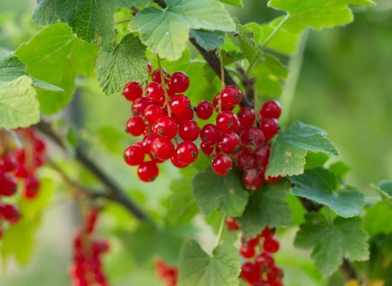 Przycinanie porzeczek gwarantuje większe plony