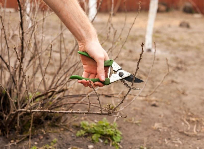Porzeczki można przyciąć przed wegetacją lub po zbiorach