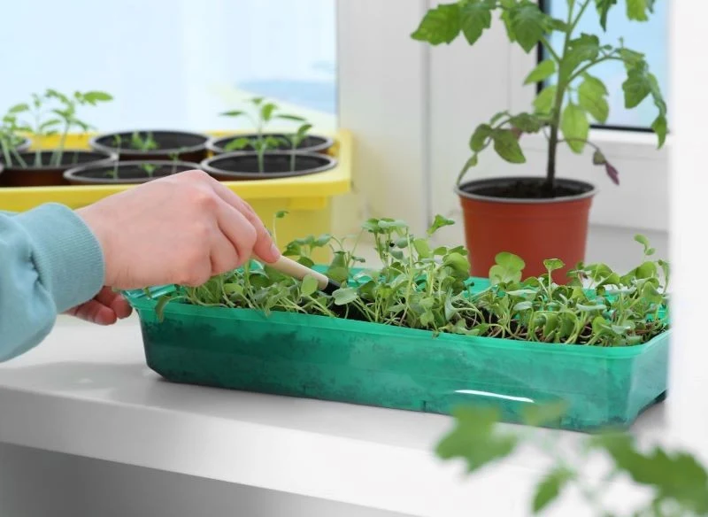 Uprawa warzyw z rozsady ma liczne zalety