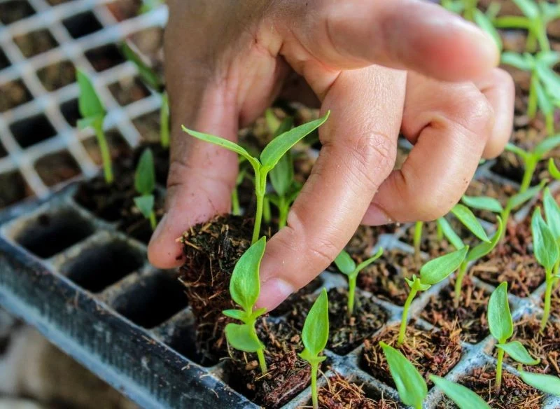 Ciepłolubną paprykę musimy uprawiać z rozsady