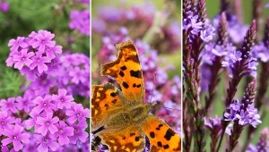 Poznaj 3 nietypowe odmiany werbeny do różnych zakątków ogrodu.