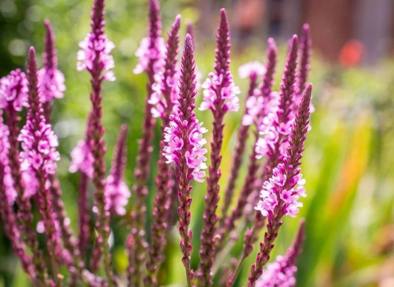 Werbena krzaczasta zachwyca podłużnymi kwiatostanami