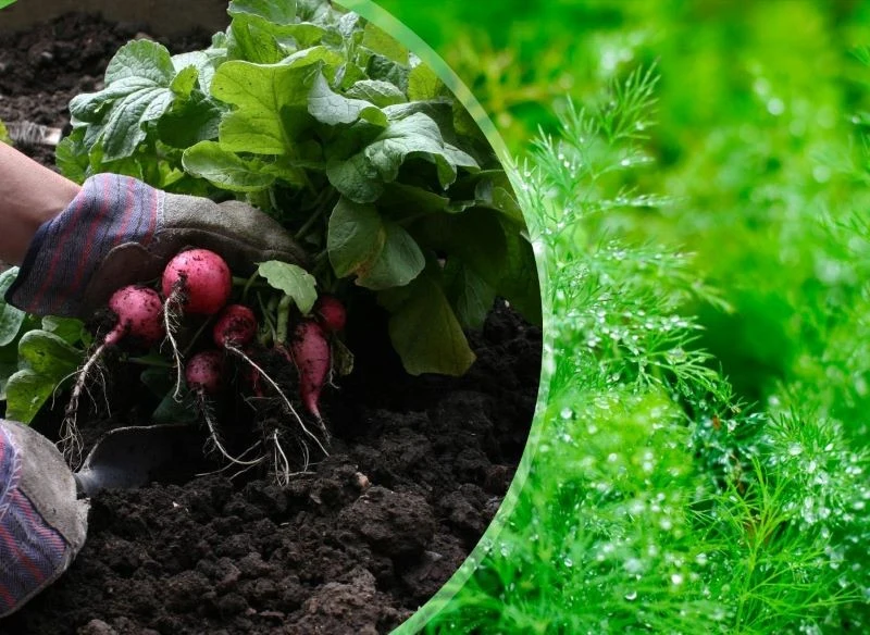 Rozsada nie jest potrzebna w przypadku rzodkiewki czy koperku