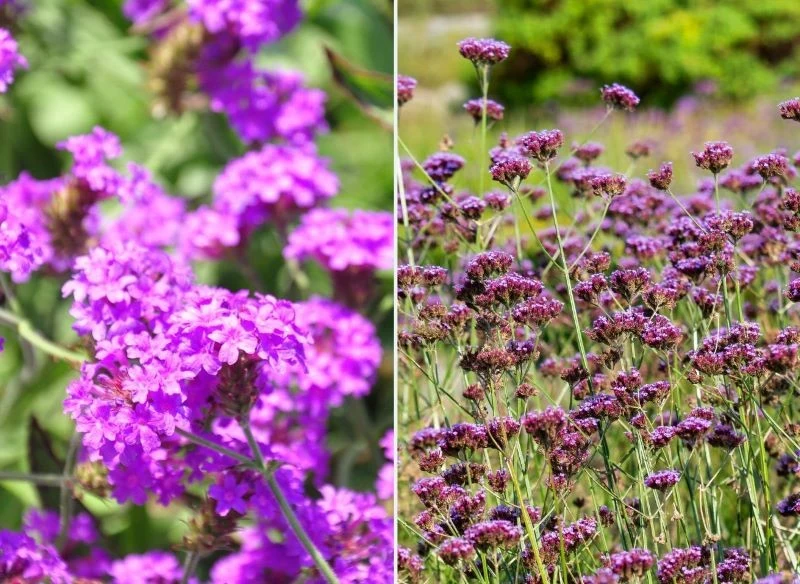 Werbena patagońska i żyłkowana to świetne propozycje na kwietną rabatę