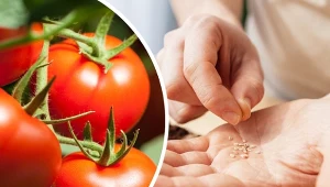 Jak ochronić pomidory przed zarazą ziemniaczaną? Zasiej te odmiany.