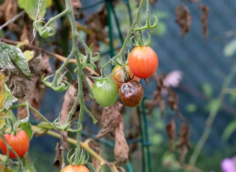 Największe zagrożenie chorobowe dla pomidorów stanowi zaraza ziemniaczana