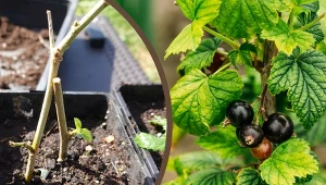 Rozmnażanie porzeczek przez sadzonki zdrewniałe jest takie proste - wystarczy pobrać pędy i przygotować do sadzenia. Fot. CanvaPro