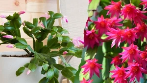 Kaktus wielkanocny to piękna roślina doniczkowa, która kwitnie wiosną. Intensywna pielęgnację trzeba zacząć już w lutym.