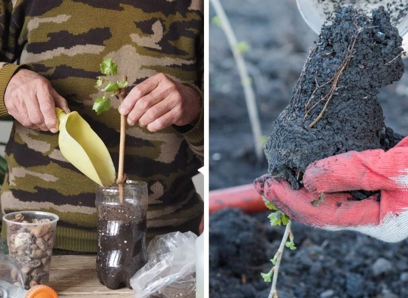 Sadzonkę porzeczki warto przezimować, dając jej szansę na ukorzenienie