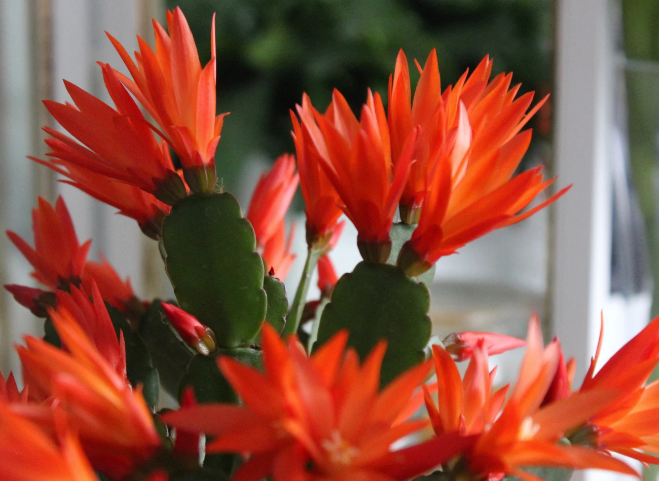 Kaktus wielkanocny nie ma dużych wymagań pielęgnacyjnych, najważniejsze to odpowiednie podlewanie