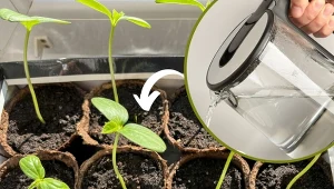 Poznaj sprawdzoną metodę wysiewu ogórków, która gwarantuje zdrowe i bogate plony.