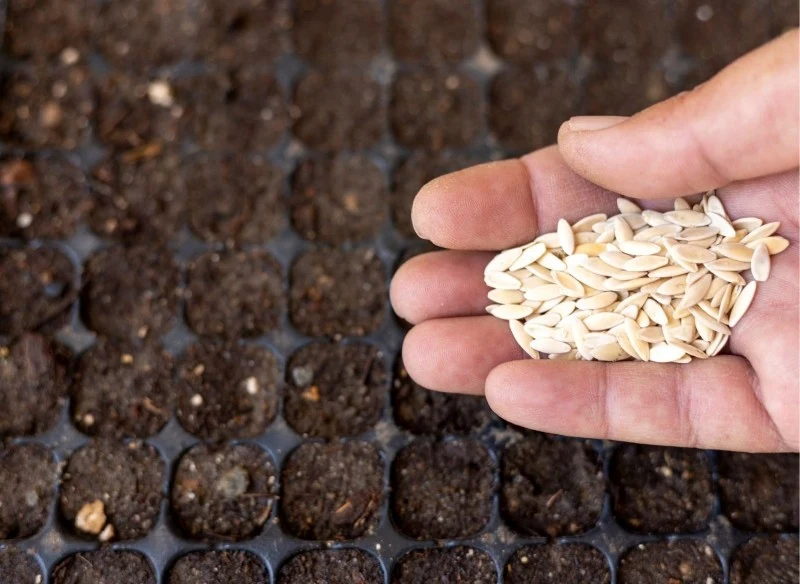 Wysiew ogórków we wrzącej wodzie przyspiesza kiełkowanie nasion, a także zapewnia zdrowy wzrost sadzonek