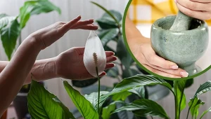 Wykorzystaj odpadki do zasilenia skrzydłokwiatu, a znów zakwitnie.