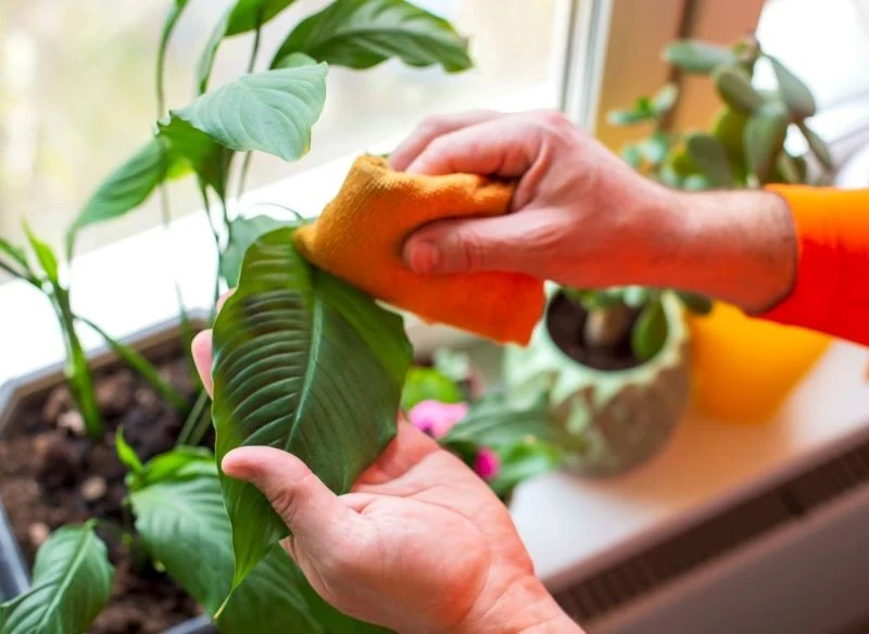 Zadbany skrzydłokwiat regularnie kwitnie